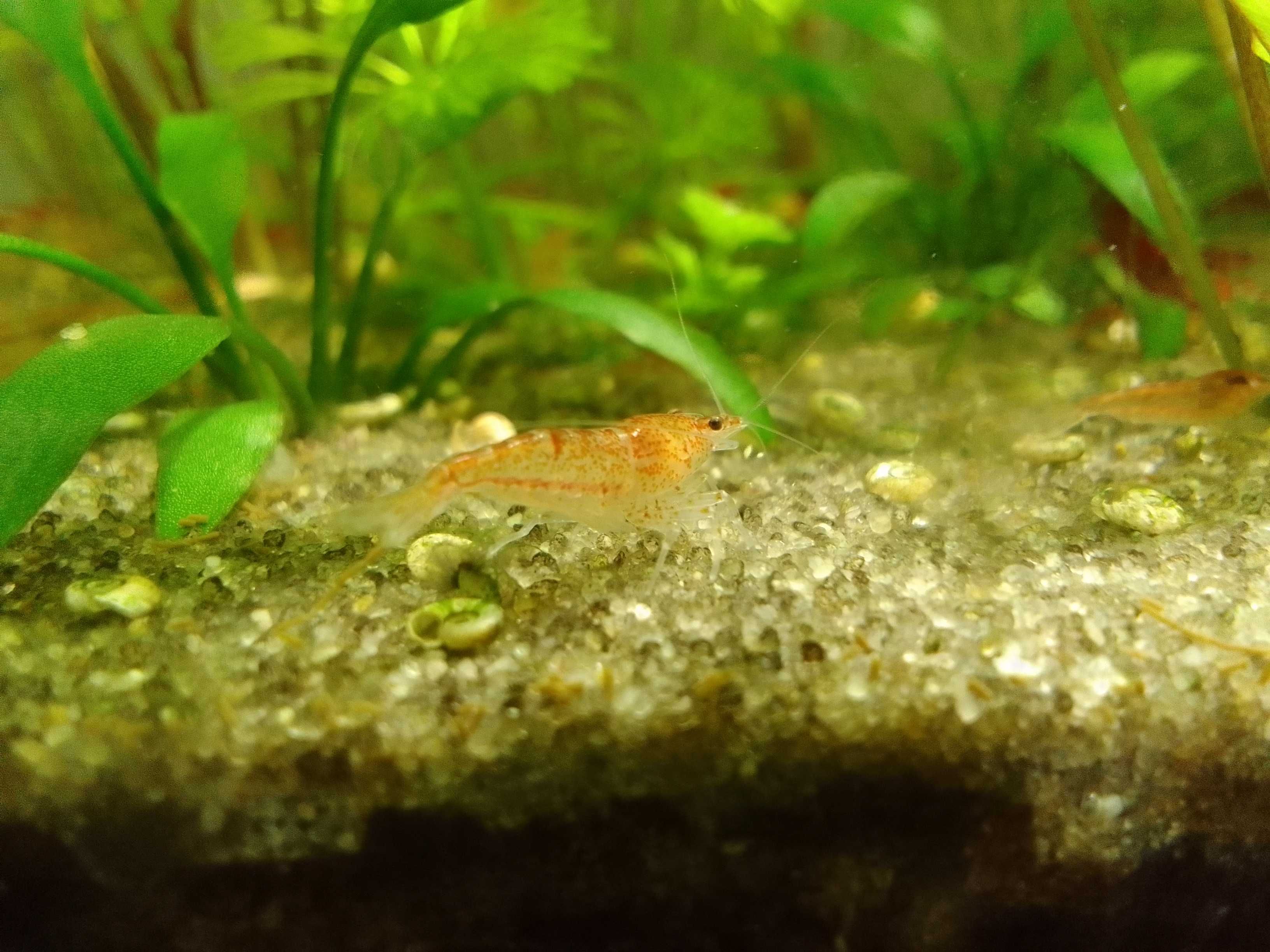 krewetki Neocaridina Bloody Mary -poselekcyjne