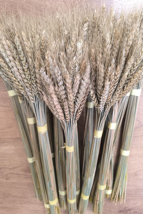 Колоски пшениці жита льон сухоцвіти для декору дідуха