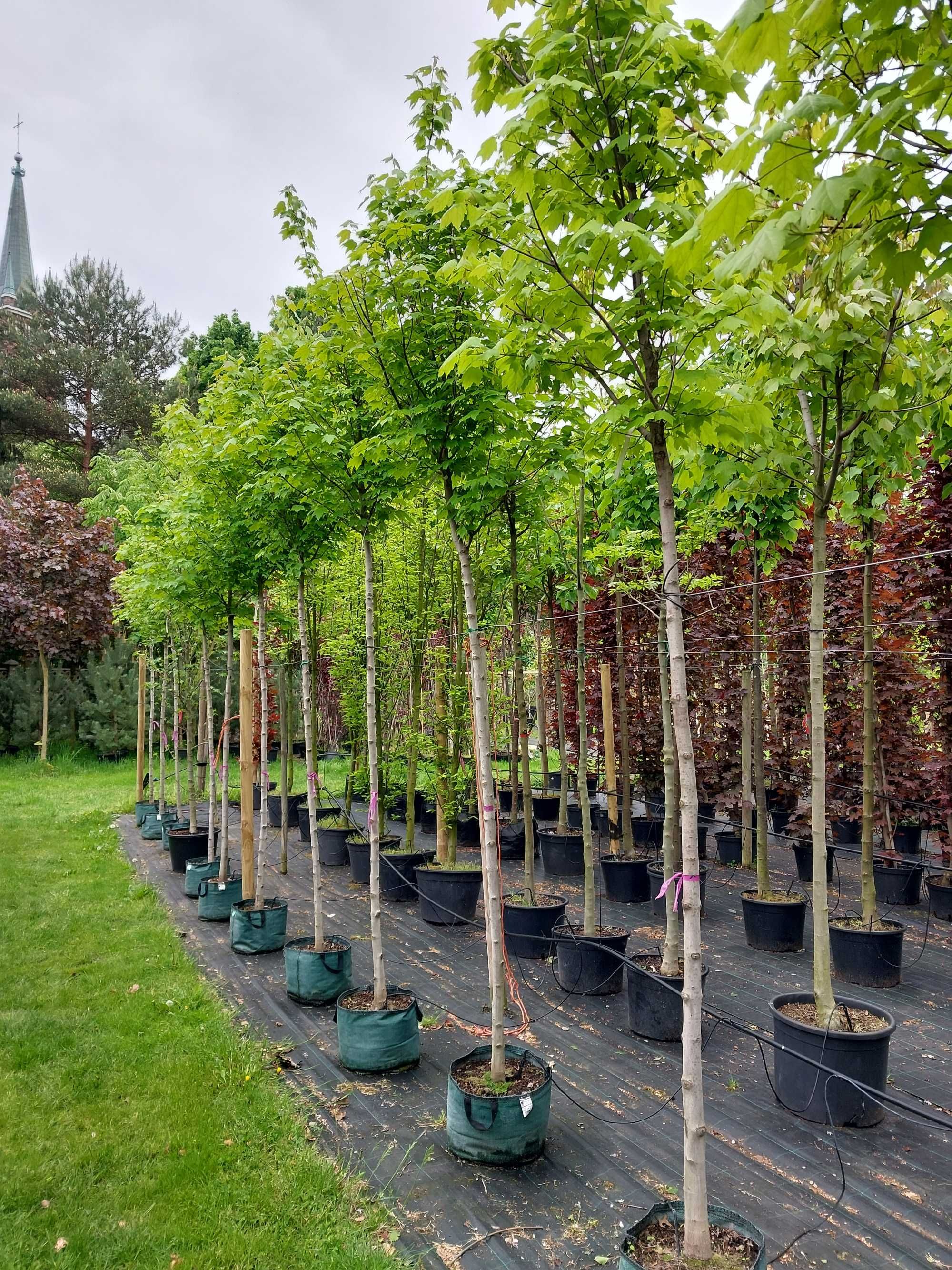 Klon czerwony Acer rubrum, Sun Valley, Scanlon, Fairview Flame,
