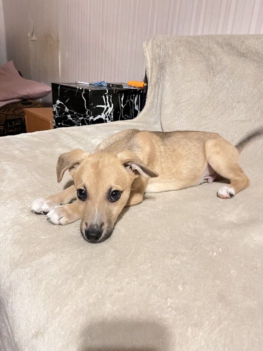 Хлопчик, дуже лагідний, орієнтований на людину в пошуках родини