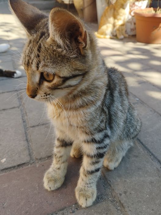 Отдаём 4 котят в хорошие руки