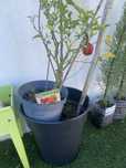 Plantas com fruto e vasos