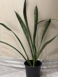 САНСЕВІЄРІЯ (SANSEVIERIA) , Щучий хвіст, тещин язик