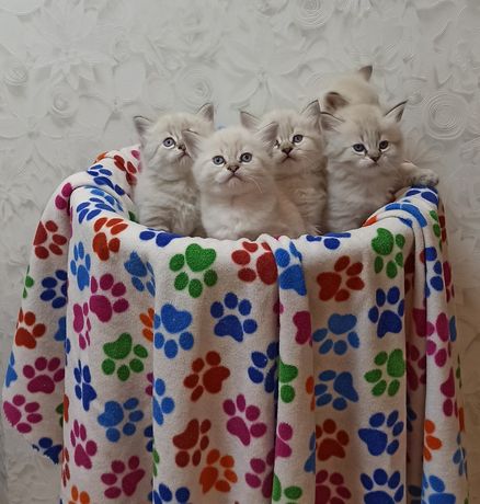 Любов з першого погляду!) Невські маскарадні кошенята. Котята котенята