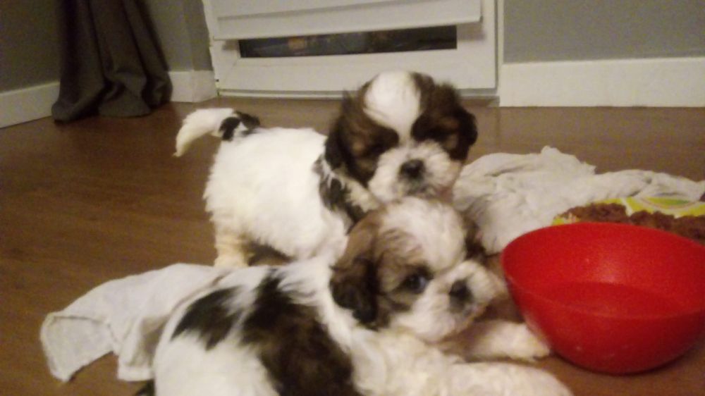 Shih tzu gotowe na nowy dom