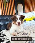 Border Collie 2 miesieczny szczeniak REZERWACJA