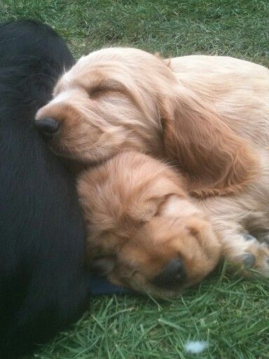 Англійський кокер-спаніель — руді дівчатка з гарними манерами.