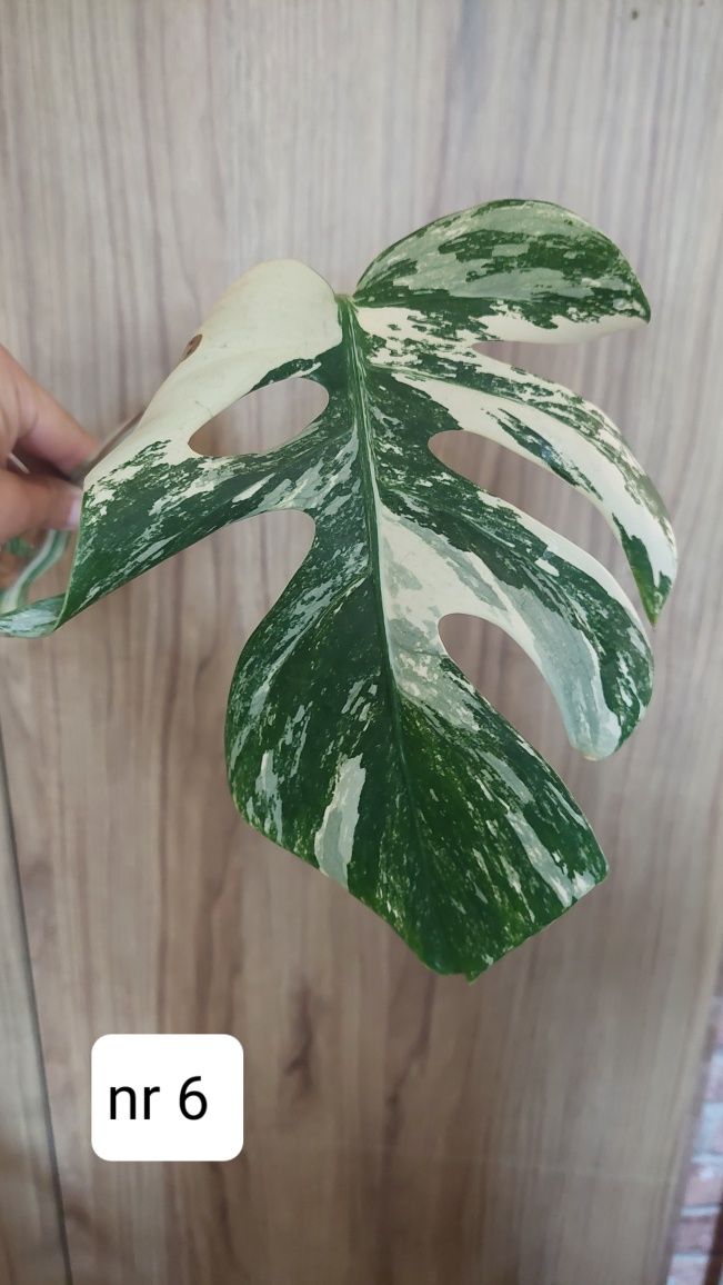Monstera variegata albo