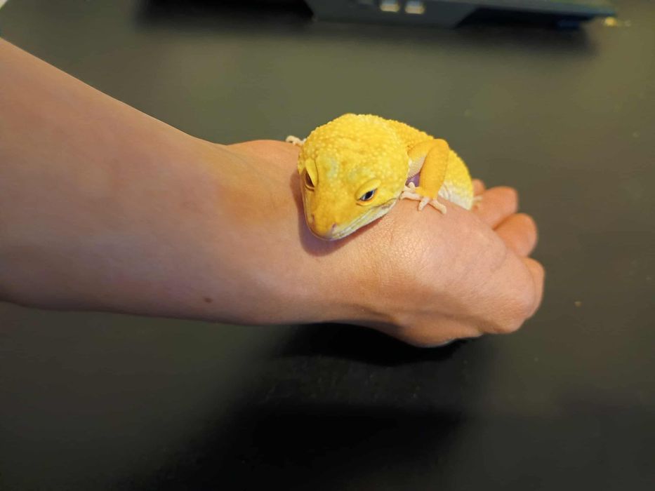 Gekon lamparci- samica Super Hypo Tangerine Carrot Tail