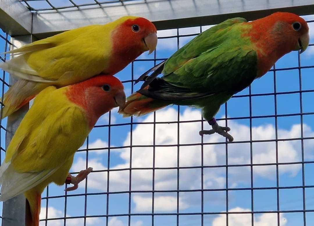 Nierozłączka czerwonoczelna młoda do oswojenia jak i do lęgów papuga