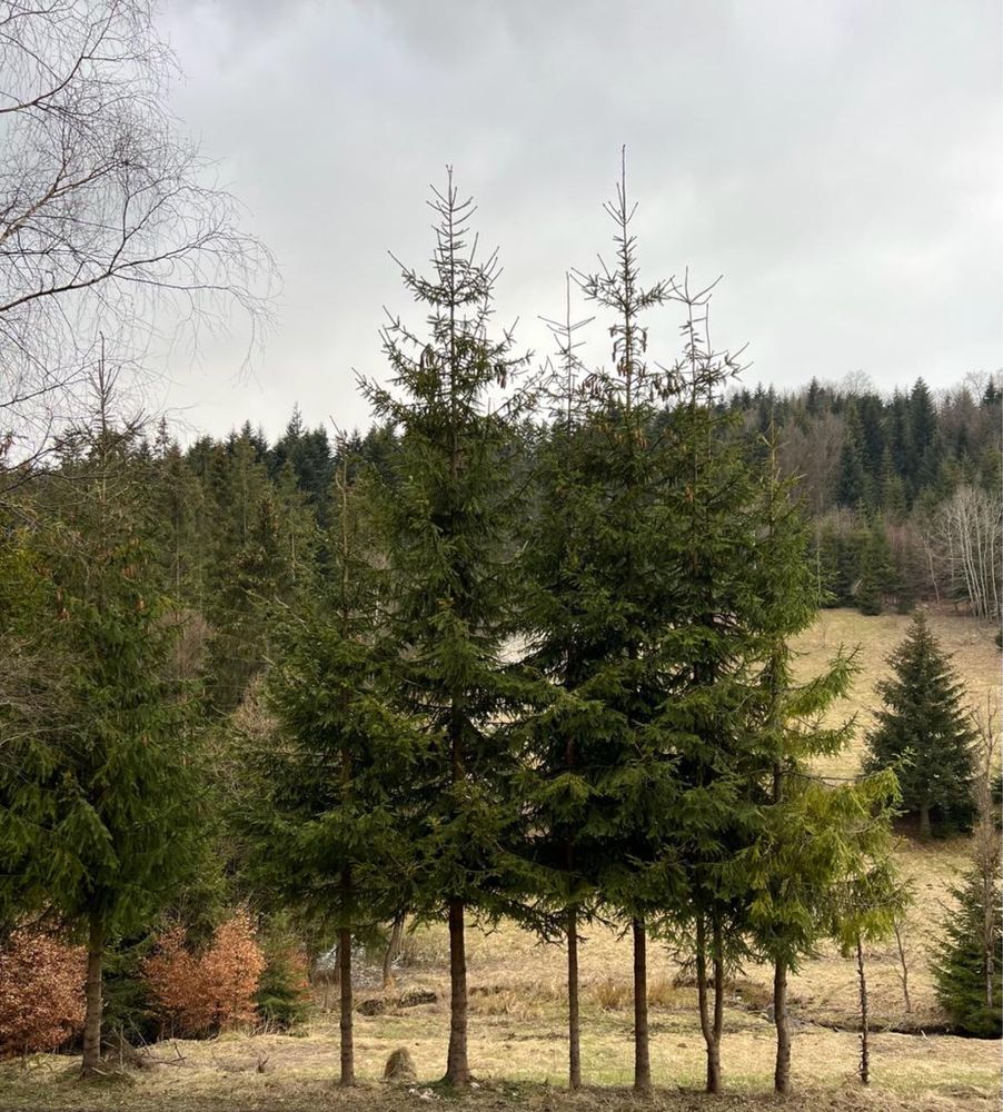 Działka Budowlana w górach Milowka Laliki Szare, Beskid Żywiecki