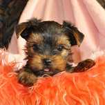 Yorkshire terrier MACHINHO