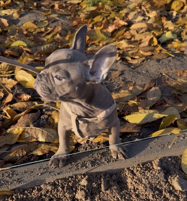 Французький бульдог