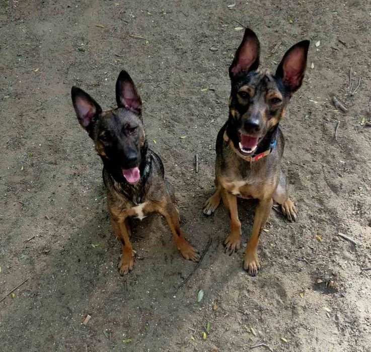 Отдам даром в добрые руки собачек метисы небольшой породы