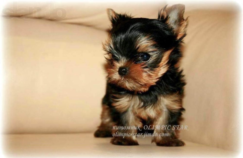 Щенки йоркширского терьера с питомника