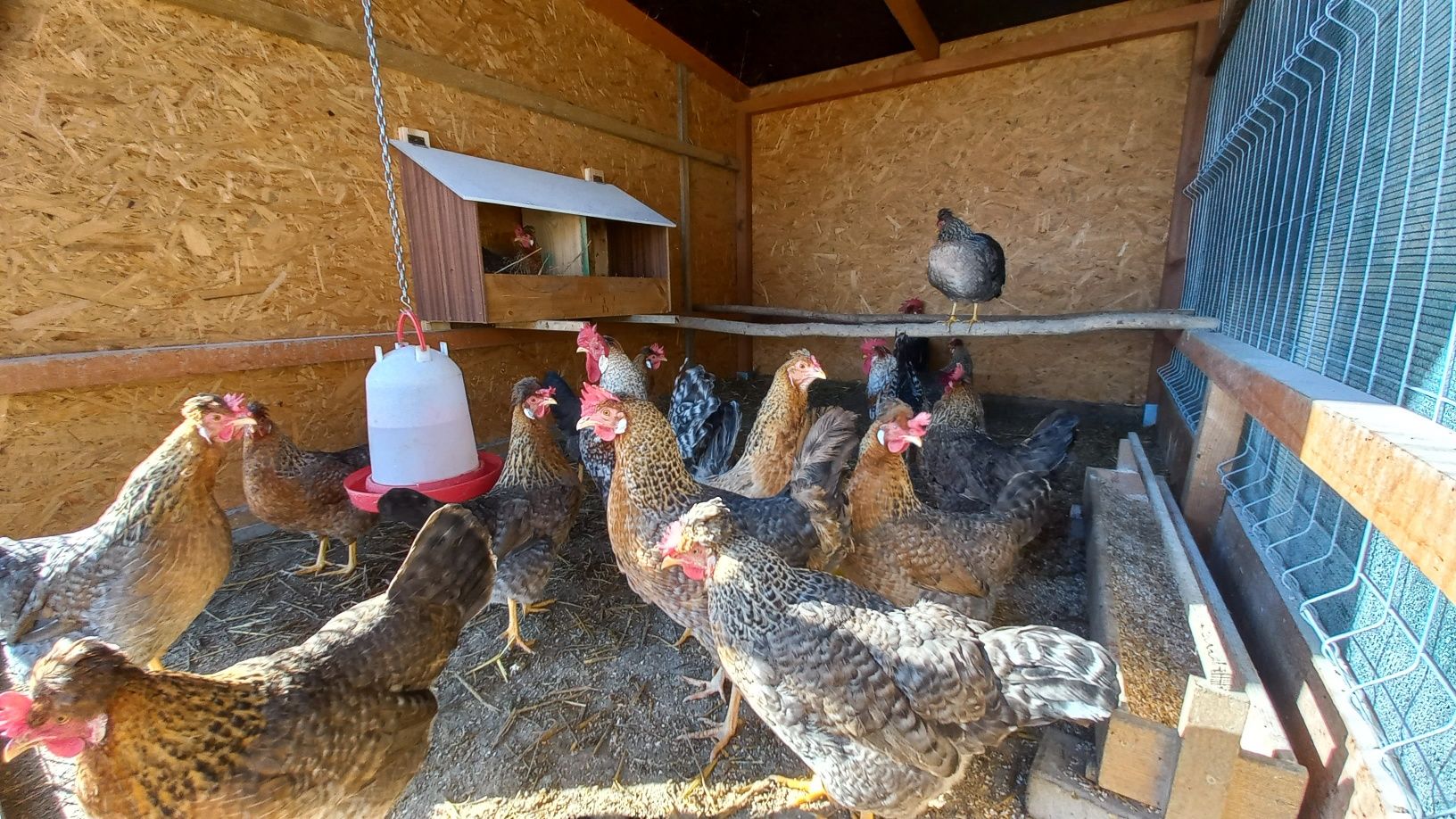 Jaja lęgowe Marans Australorp Amrock Legbar cream Lakenferder  Vorwerk