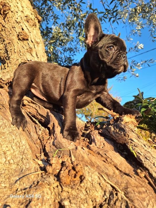 Bulldog Francês Menina