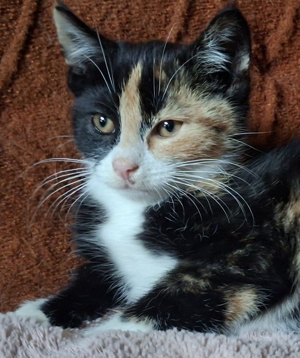 Basia- kotunia szuka stałego domku