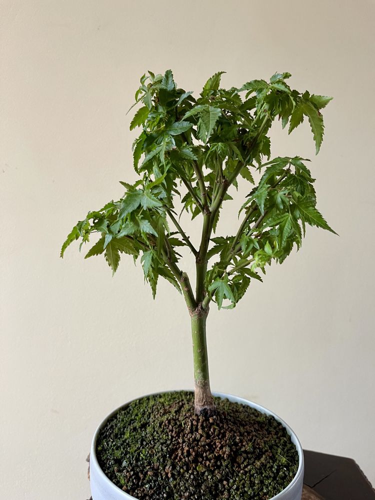 Bonsai Acer Palmatum