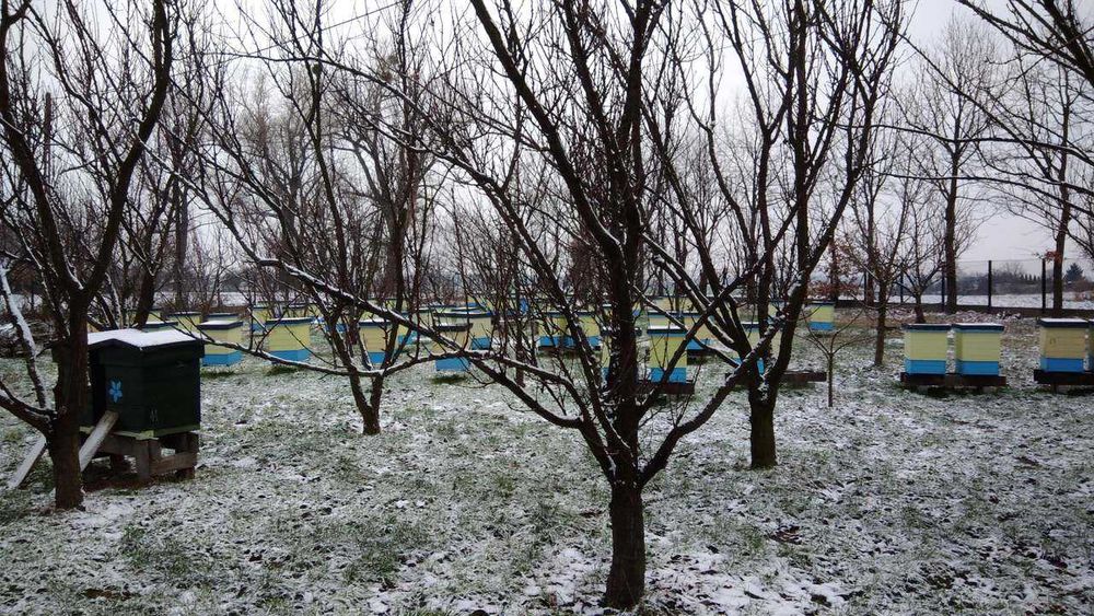 Miód lipowy, rzepakowy i inne miody z własnej pasieki