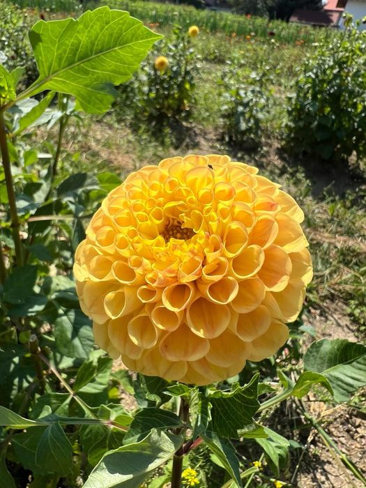 Жоржини кущі, георгіни