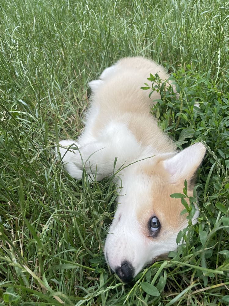 Welsh corgi pembroke