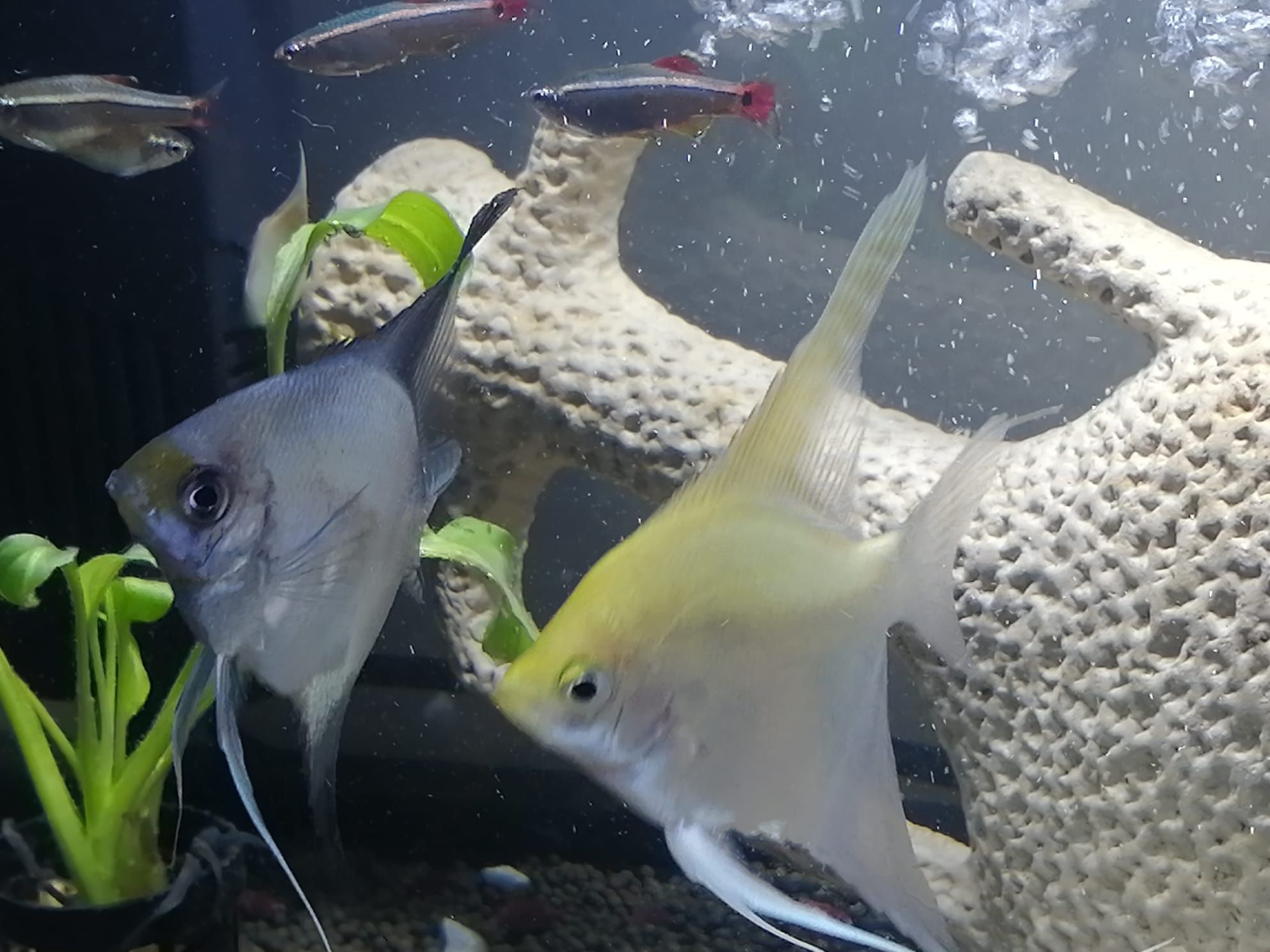 Peixes neon para venda