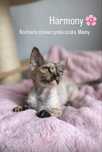 Harmony Calvados*PL  Kochana dziewczynka Devon Rex, zapytaj o filmiki!