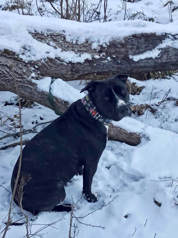 Spokojna sunia rasy Amstaff szuka domku