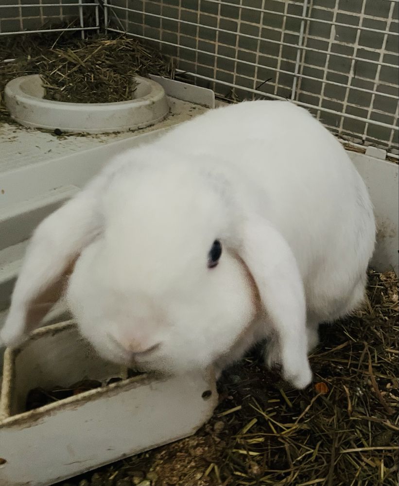 Coelho Anão Mini Lop Branco | Oferta