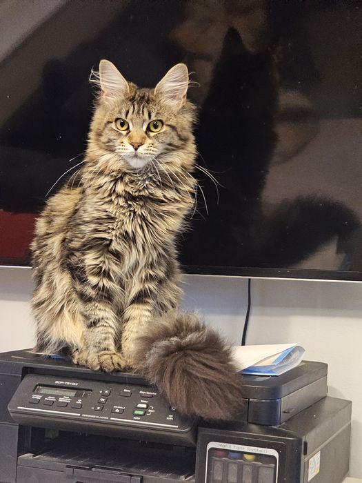 Kotka Maine Coon gotowa do zmiany domu.