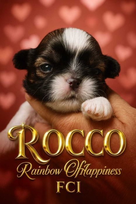 shih tzu szczeniaczek szczeniak z rodowodem ZKwP FCi