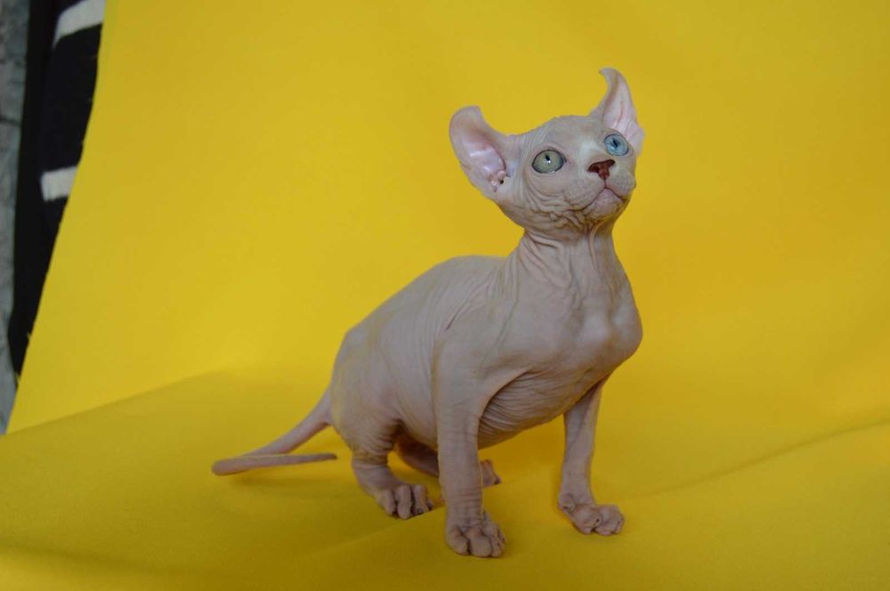 Даймонд - Різноокий хлопчик породи Ельф