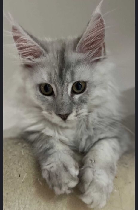 Kotka Maine coon ns 11