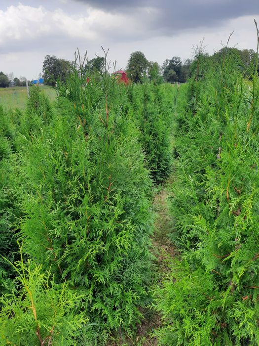 Tuja brabant,brabant Gold 120/300cm ,formowane