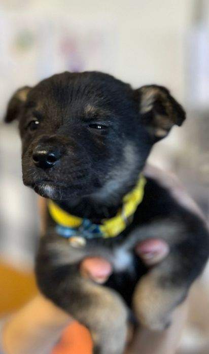 Morgan psie dziecko szuka kochającej rodziny