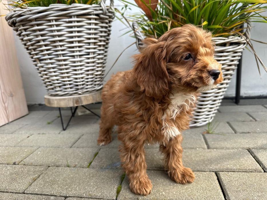 cavapoo szczeniak