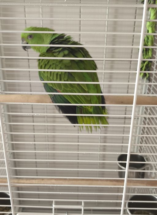 Amazona o auropallita