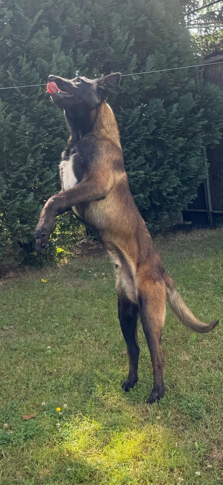 Owczarek belgijski malinois