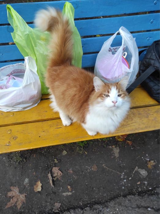 Котик,бесплатно,в добрые руки