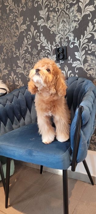 Maltipoo, Pudel toy plus Maltańczyk, szczeniak,prześliczny chłopiec