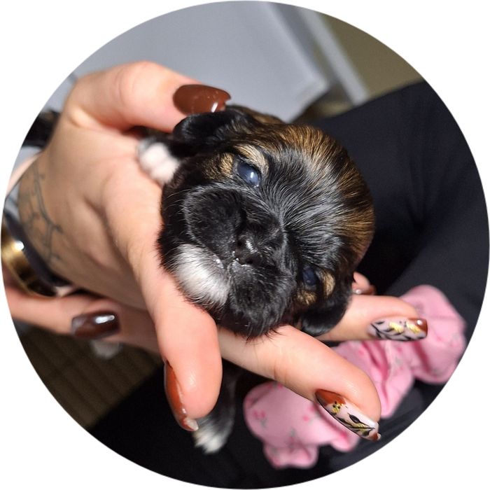 Shihtzu szczeniak