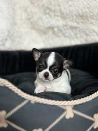 Mini Kochany Piesek Chihuahua Rodowód