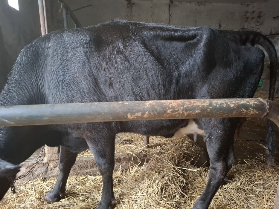 Pierwiastka sprzedam