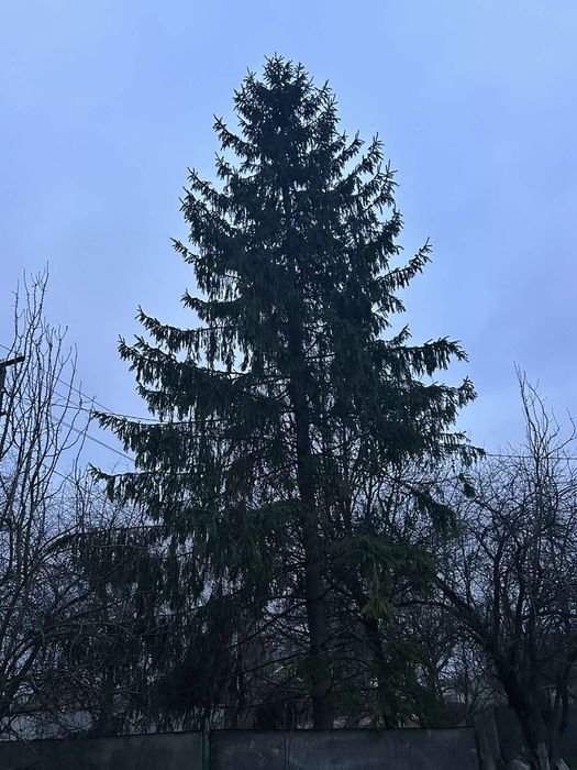 Ялинка жива різдвяна