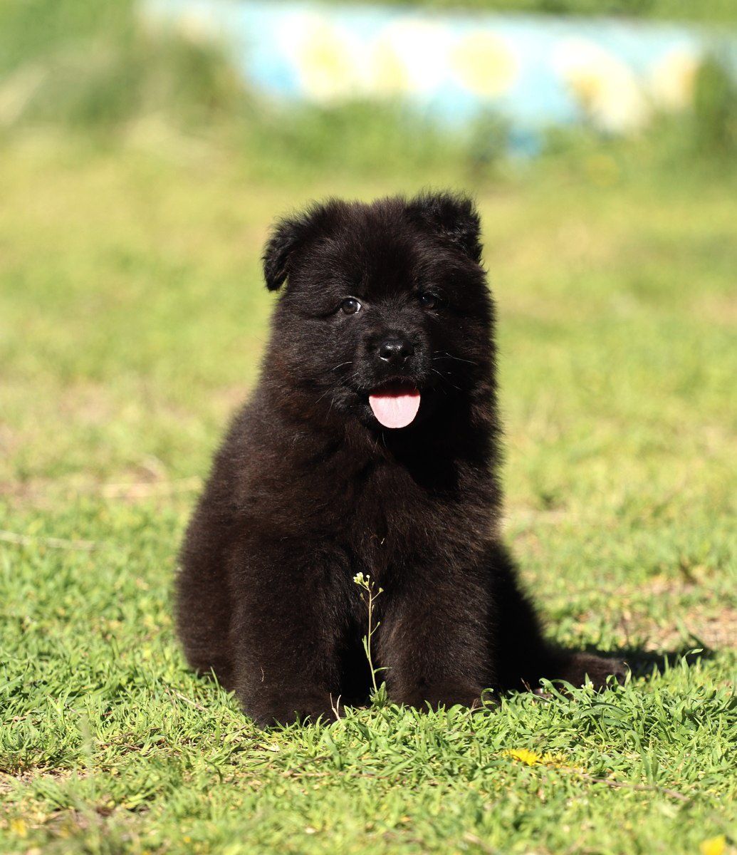 Черный щенок длинношерстной немецкой овчарки