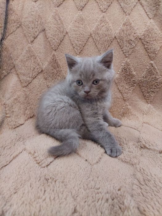 Редкие шотландские котята