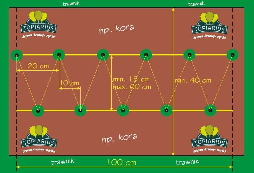 Ligustr pospolity - Liguster - Żywopłot -- 20-50cm --- 100szt.