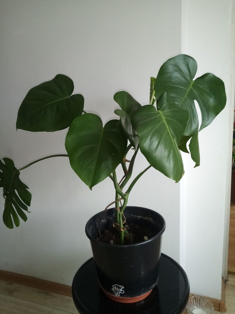 Monstera dziurawa