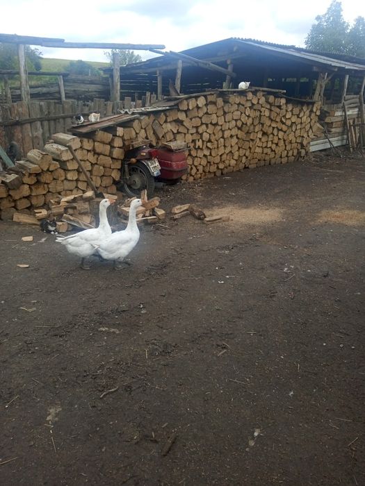 Продам тушки гусей домашних